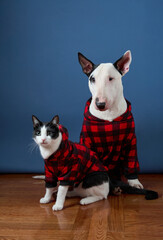 A Bull Terrier and a cat sit side by side in red plaid outfits against a calm blue background. The...
