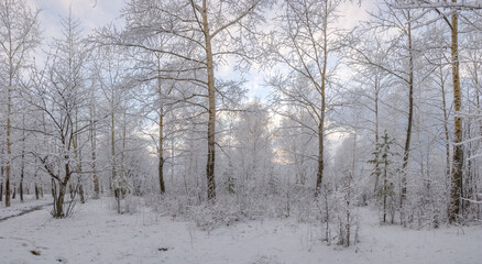 A beautiful snowy forest at Christmas with a path between the trees, peace and quiet. Walking.