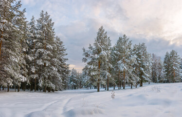 Magnificent snowy forest at Christmas with a path between the pines, peace and quiet.