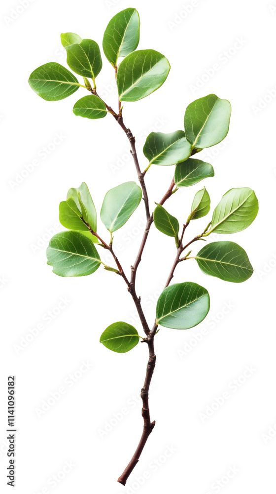 Poster Vibrant green leaves on a twig in a studio shot, isolated on a transparent background to display the beauty and freshness of nature