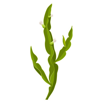 Illustration of Carqueja, scientific name Baccharis trimera, herbal plant, isolated on white background.