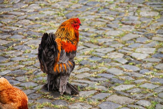 cock