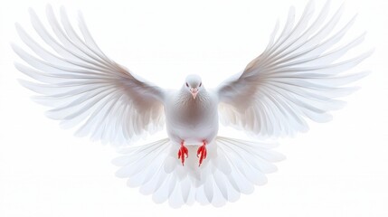 Obraz premium Vibrant white dove flying effortlessly, isolated on white, wings spread wide, capturing movement and freedom