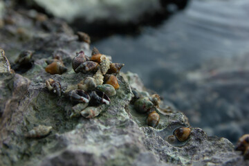 small sea shells on the stone at the sea сlose up