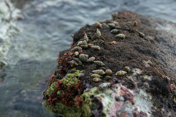small sea shells on the stone at the sea сlose up