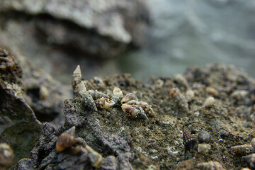 small sea shells on the stone at the sea сlose up