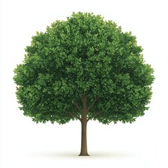 Lush Green Tree with Full Leaf Canopy on a White Background