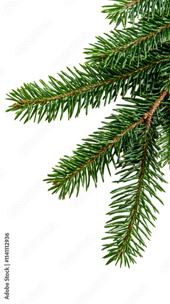 Poster Close-up of isolated fir tree branch with transparent background, ideal for adding a natural touch to holiday designs