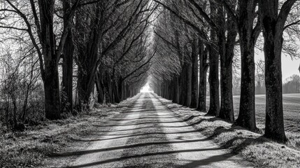 Naklejka premium Serene Tree-Lined Pathway Under Clear Blue Sky in Black and White