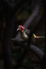 Colorful red-and-yellow barbet perched on a lit branch against a dark natural forest background and framed by dark foreground branches