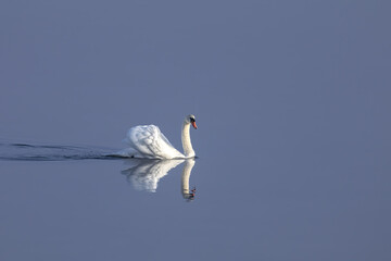Swan with reflection, calm water