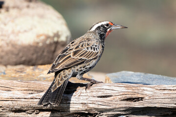 pájaro Loica sobre un tronco en un día caluroso