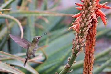 colibrí volando hacia una planta de Aloe arborescens