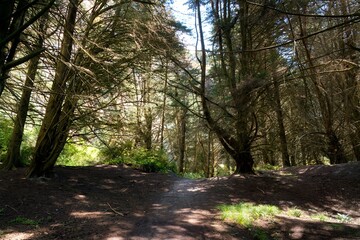 Naklejka premium Forest Path at Long Beach Coast, Scenic Seaside Trail