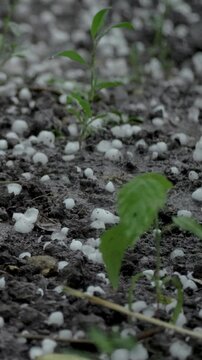 Dark soil covered with white hail stones among plants. Ice hail can significantly affect plant growth causing physical damage that might lead to stunted growth, reduced yield