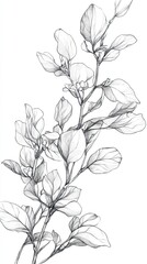 Fototapeta premium Delicate Line Drawing of Blooming Branch