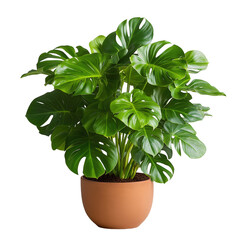 Indoor plant care tips monstera plant growth home guide cozy environment close-up indoor gardening basics
