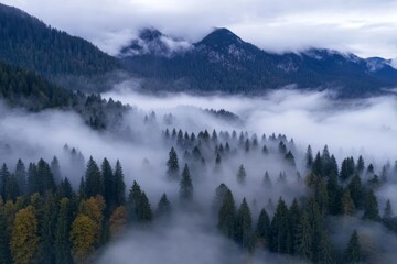 A misty forest with trees and mountains in the background