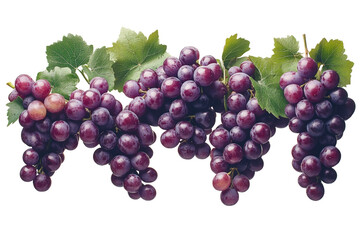 Fototapeta premium Bunches of fresh grapes vineyard food photography outdoor close-up healthy eating concept