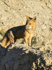 Desert orange fox species in the wild