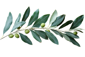 Harvesting fresh green olives olive grove botanical photography natural environment close-up culinary inspiration