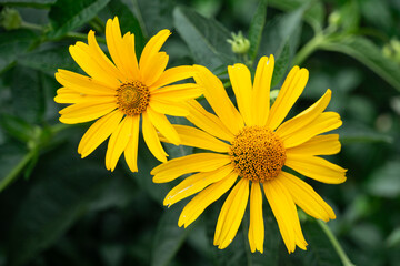 Two bright yellow rudbeckia flowers on a green leaf background