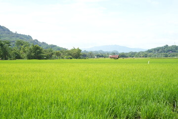 rice field