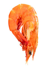 Top view of single red or orange cooked or steamed prawn isolated with clipping path in png file format