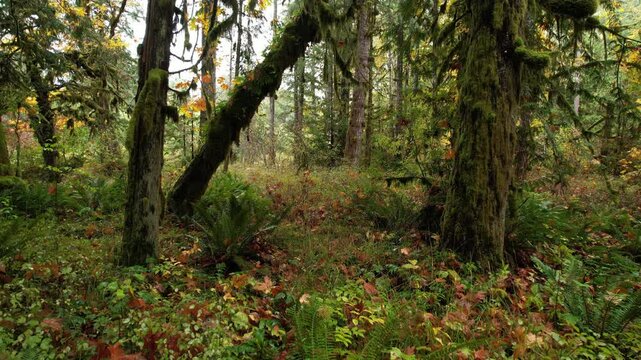 Beautiful autumn forest landscape featuring tall maple trees, ferns, and fallen leaves near a hiking trail in a serene wilderness setting, Cowichan Valley, Vancouver Island, British Columbia