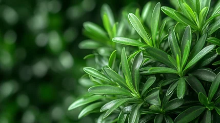 Environmental green bokeh background with blurred tree leaves, offering a vibrant yet soothing design perfect for nature and eco-conscious stock imagery.