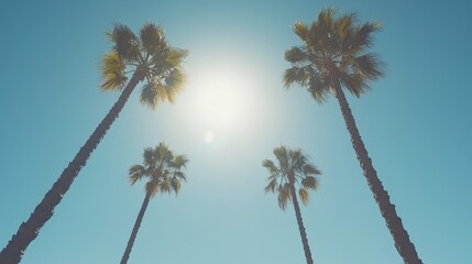 Obraz premium Bright Sun Over Tranquil Palm Trees in Clear Blue Sky Landscape