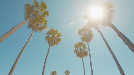Obraz premium Sunlight Glimmers Through Tall Palm Trees Against Blue Sky