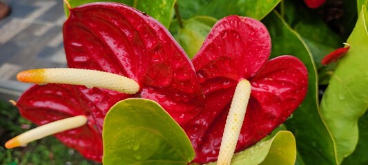Naturaleza en rojo pasón