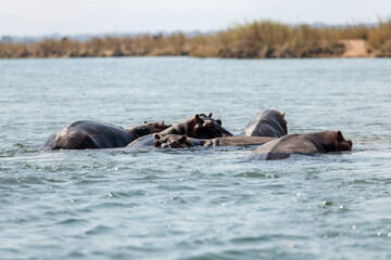 flock of hippos in Zambezi River