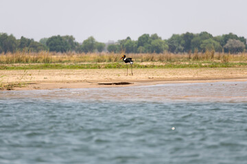 heron walking on the beach of Zambezi River