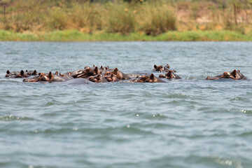 hippo swimming in Zambezi River