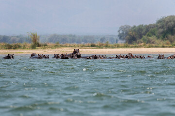 hippo swimming in Zambezi River