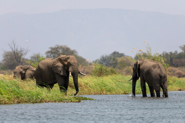 African elephants grazing at the Zambezi River