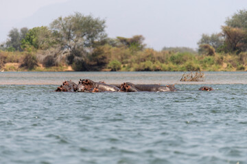 hippo swimming in Zambezi River