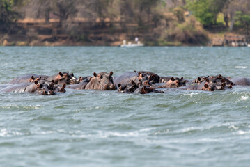 Fototapeta premium hippo swimming in Zambezi River