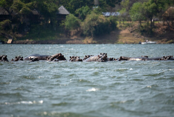Fototapeta premium hippo swimming in Zambezi River