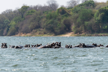 hippo swimming in Zambezi River