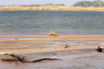 young crocodile at Zambezi River