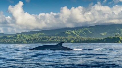 Fototapeta premium Whale surfacing near tropical island coastline