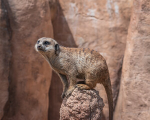 Isolated zoo meerkat standing on guard over a termite mound against natural red rock background