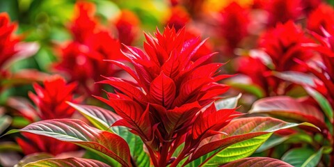 Vibrant red rooster comb plant with bright red leaves , Botanical, flora, blooming, nature, vibrant, colorful, red