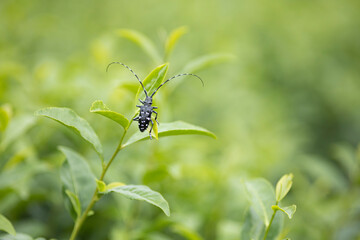 葉に止まるゴマダラカミキリ