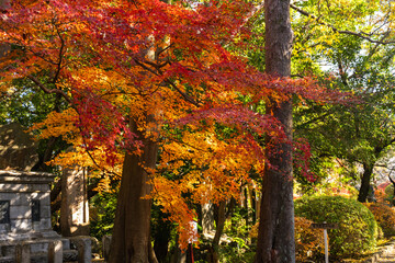 Fototapeta premium 季節を感じる色鮮やかな紅葉 成田山公園