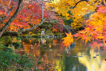季節を感じる色鮮やかな紅葉　成田山公園