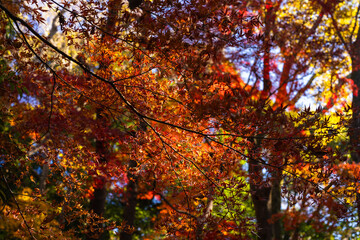 季節を感じる色鮮やかな紅葉　成田山公園